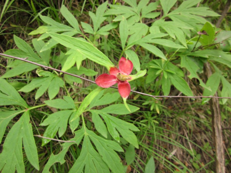 可能是川赤芍.JPG