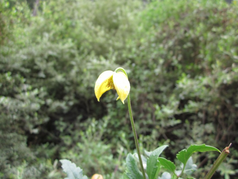 铁线莲 (2).JPG