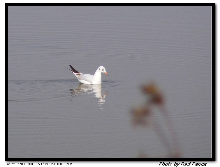 DSCF6818.jpg