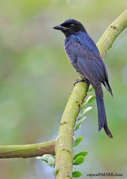 crowbilled_drongo_3415_mc.jpg