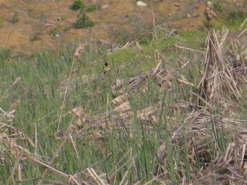 黑喉石鵖（雄） (大).JPG