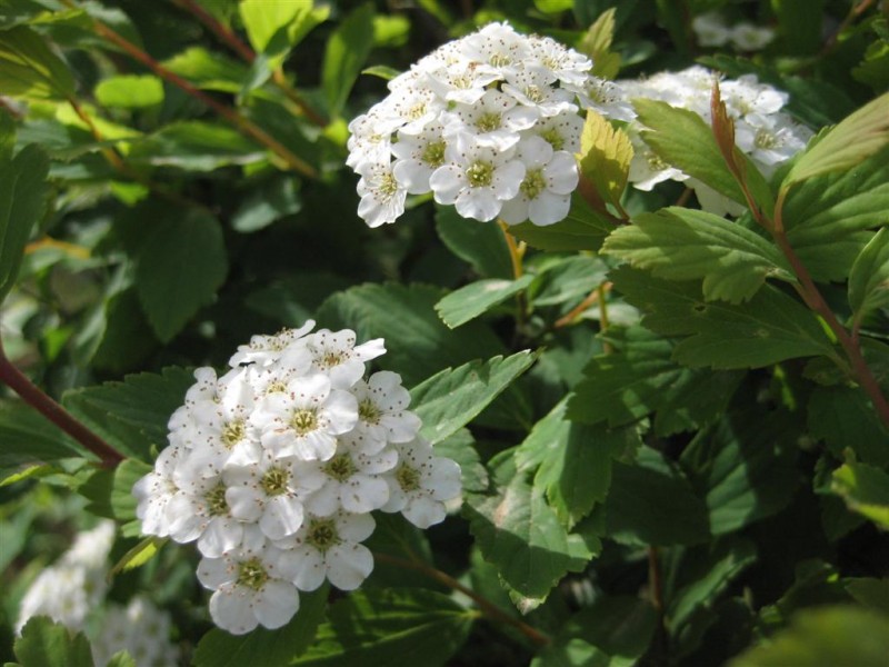 中华绣线菊 (大).JPG