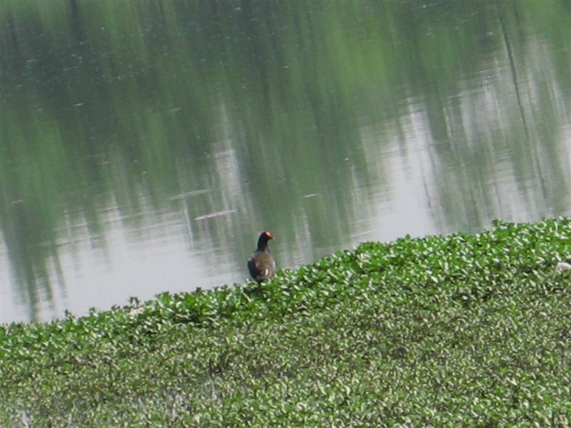 黑水鸡 (大).JPG