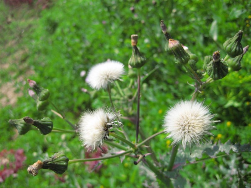 苦苣菜 (大).JPG