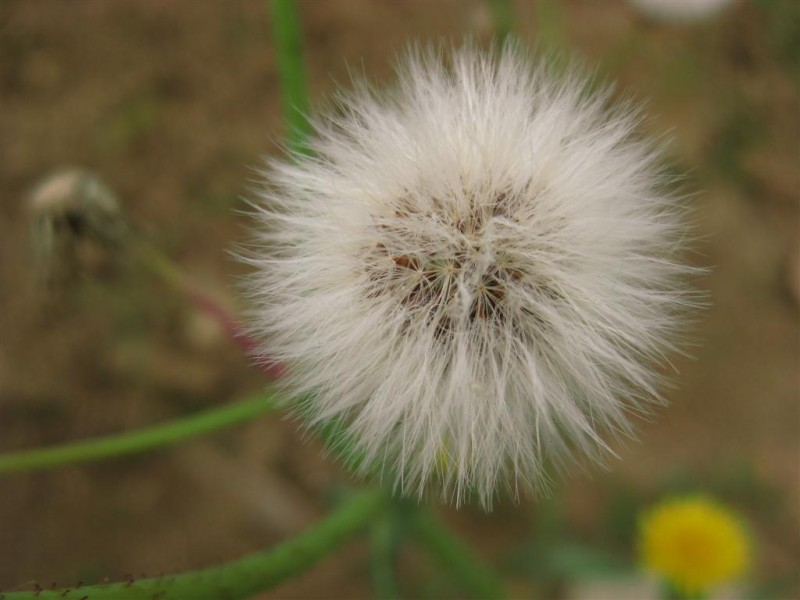 苦苣菜花谢之后 (大).JPG