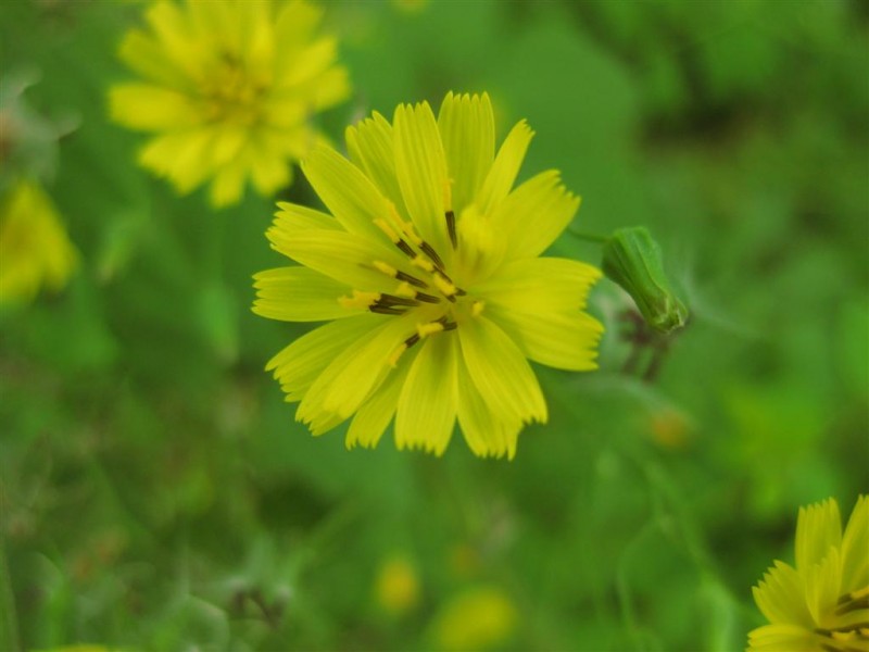 黄瓜菜 (大).JPG