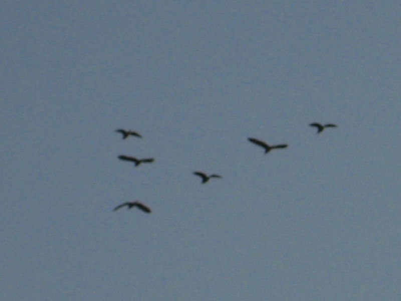 IMG_5061.JPG