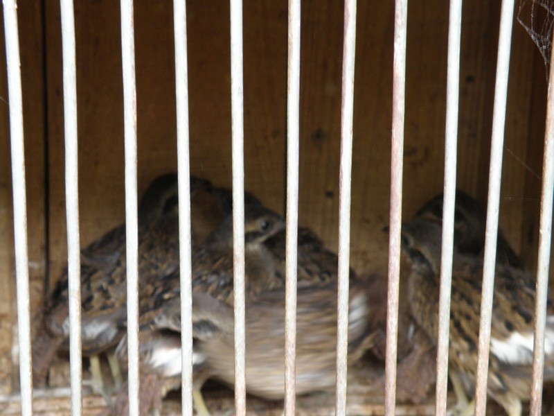 灰胸竹鸡1.jpg