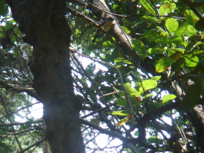 DSC08255.JPG