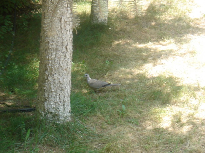DSC08212.JPG