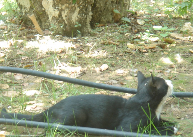 DSC08223.JPG