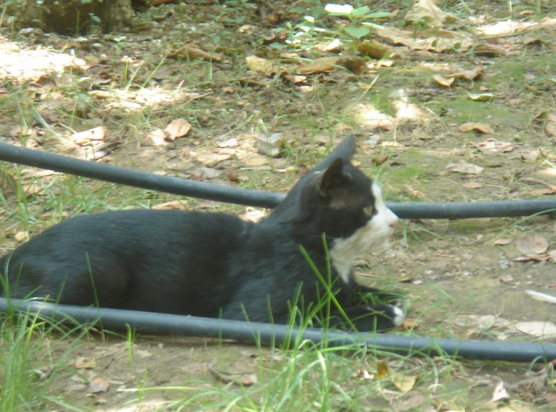 DSC08226.JPG