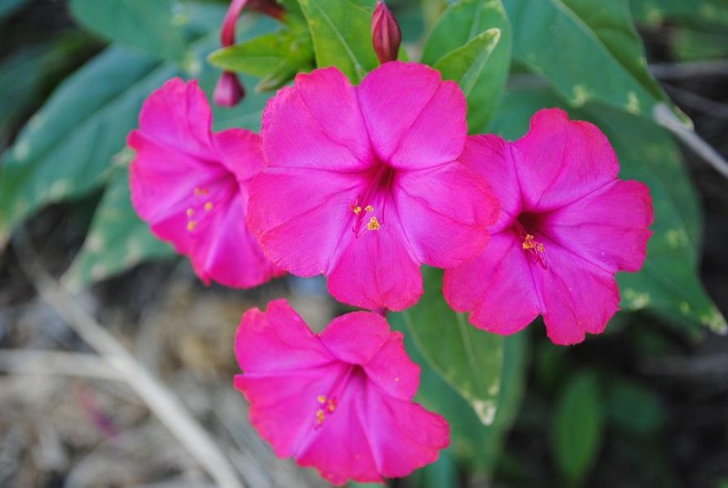 DSC_0755.JPG