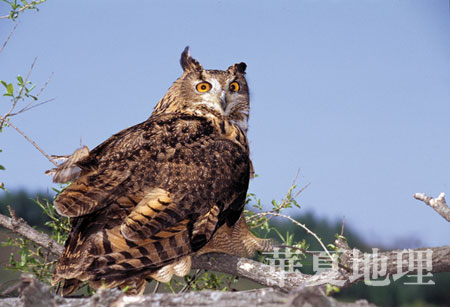 bubo4-1.jpg