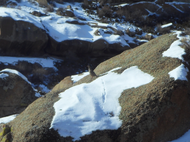 SDC10433.jpg