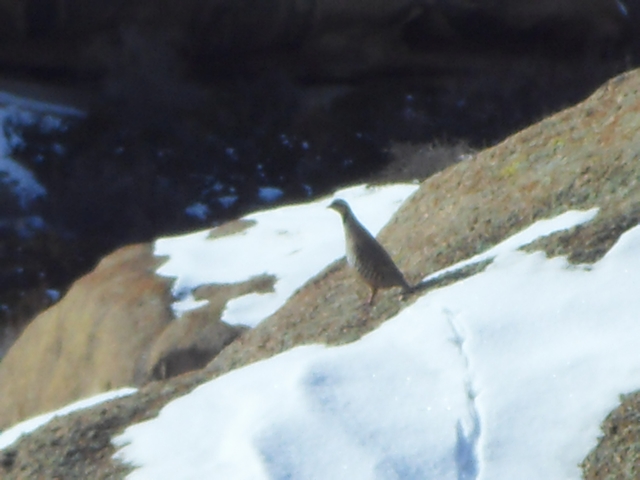 SDC10432.jpg