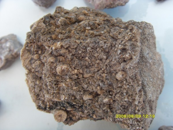 large_2612l89.jpg