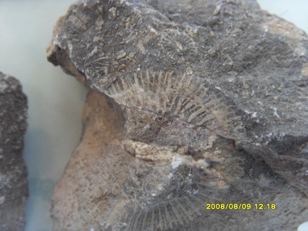 large_2585o89.jpg