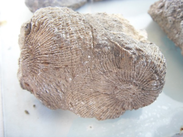 large_2690e89.jpg