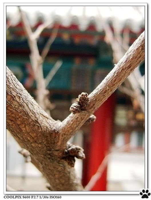 紫荆2.jpg