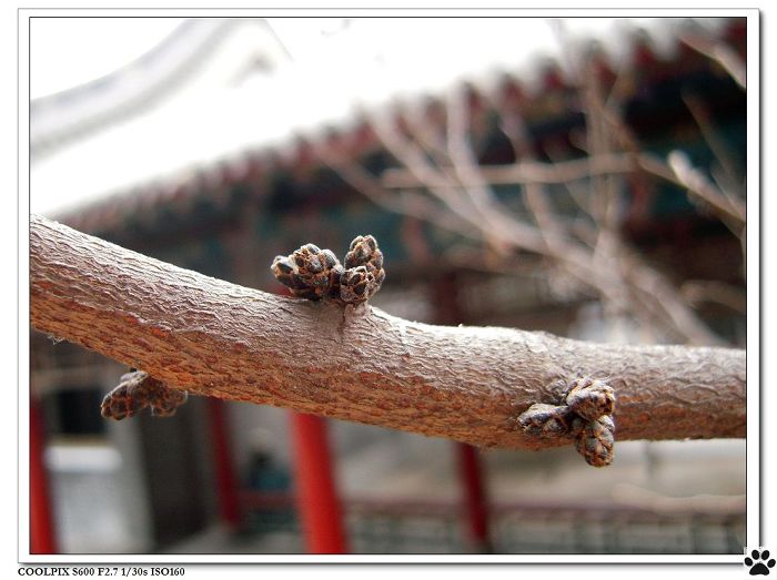 紫荆1.jpg