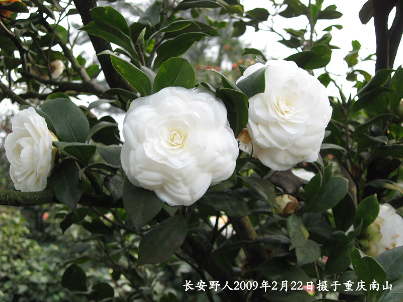IMG_0934副本.jpg