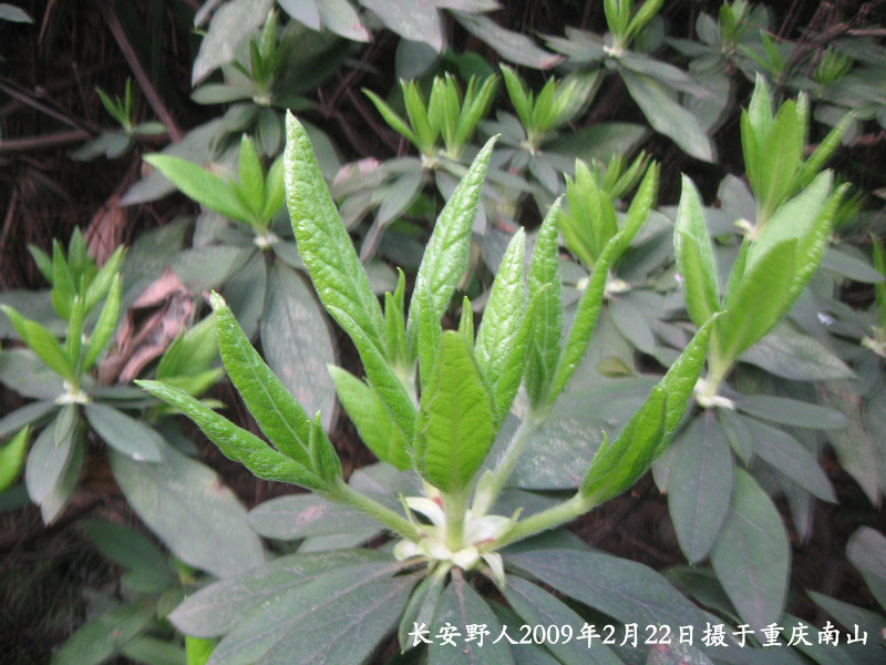 IMG_0897副本.jpg