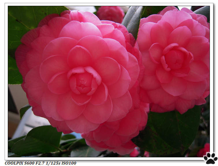 DSCN0251.JPG