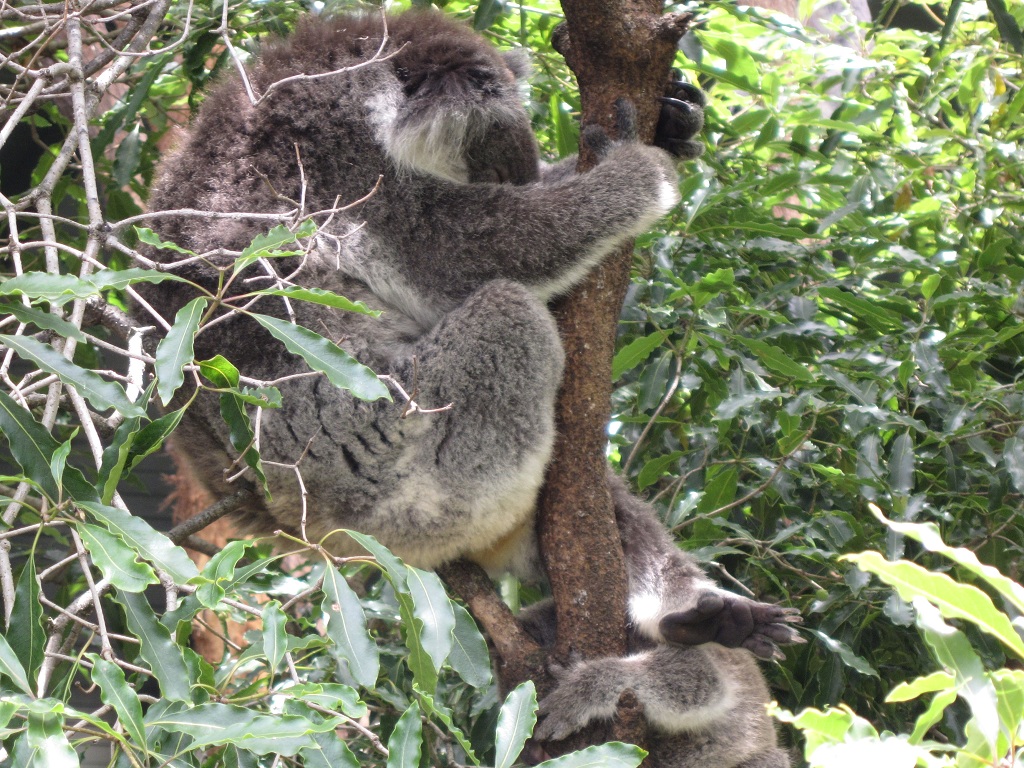 koala.jpg
