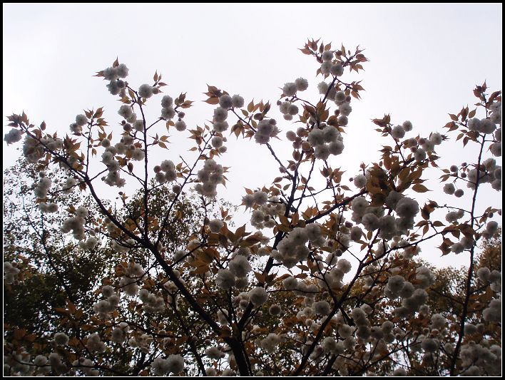 白色樱花3.jpg