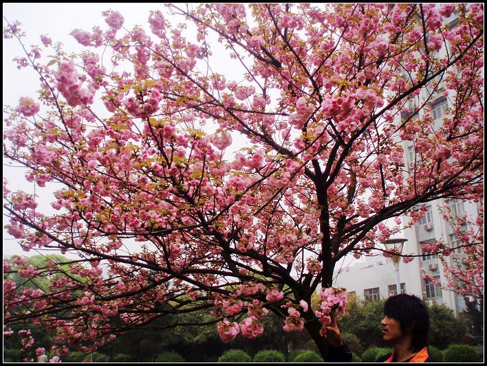 樱花和人4.jpg