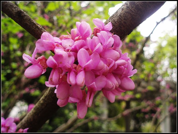 紫荆花.jpg