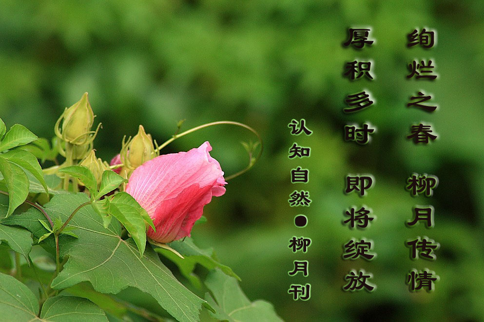花副本.jpg