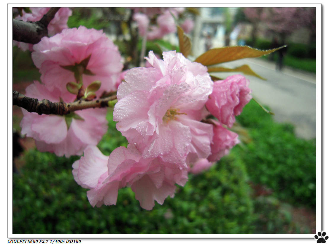 DSCN1031.JPG