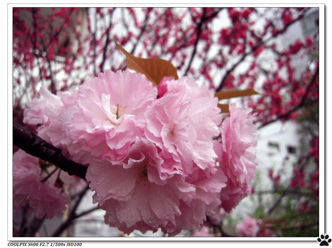 DSCN1026.JPG