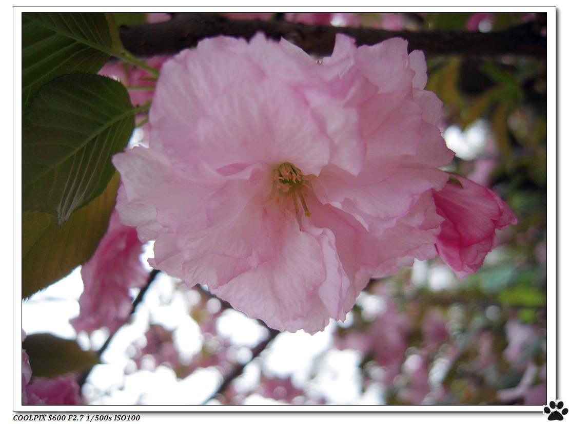 DSCN1052.JPG