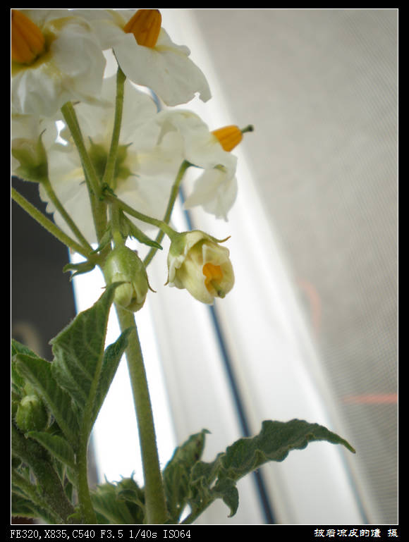 i然后花瓣会掀起一角.jpg