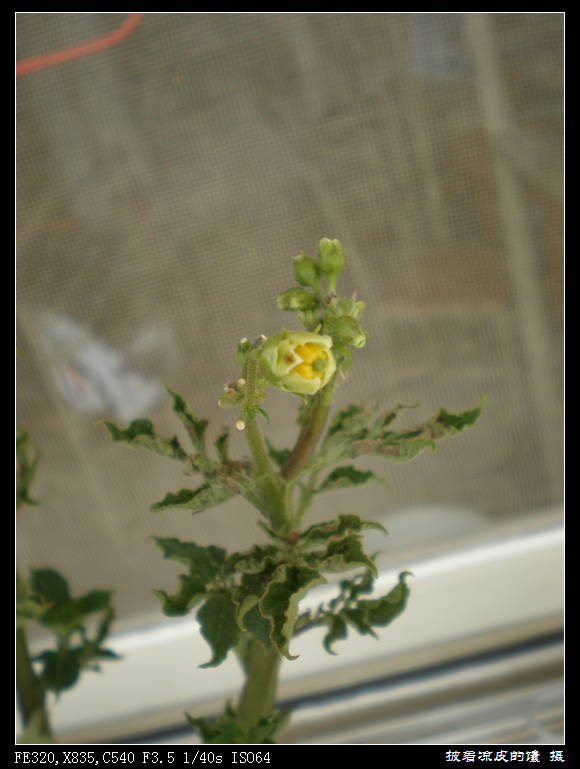 h花苞膨大，由小洞透出里面的秘密，然后逐渐开裂 直立的花苞开始垂下.jpg