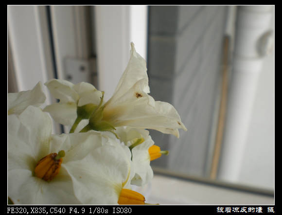 o衰老的花会开始收拢.jpg