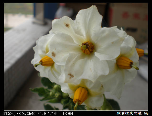 m最早的一朵花，衰老。。。.jpg