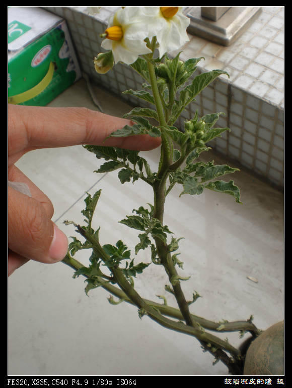 p整体的样子就是.jpg