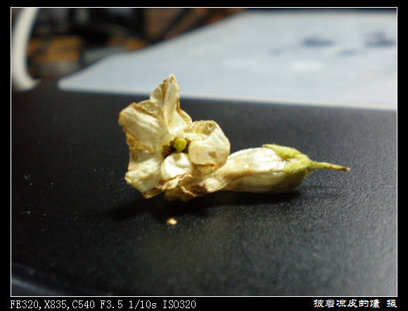 w花调了两朵  只剩个枝还在那儿，雌蕊雄蕊都在这里... ....jpg