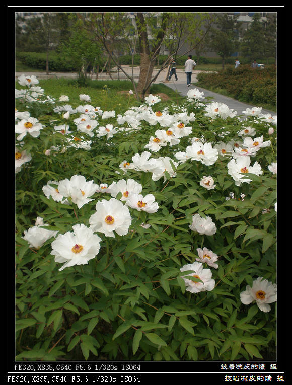 白芍.jpg