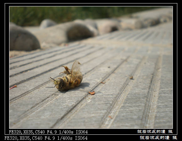 垂垂老矣.jpg