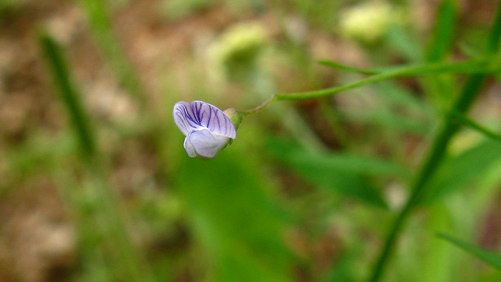 花 (5).jpg