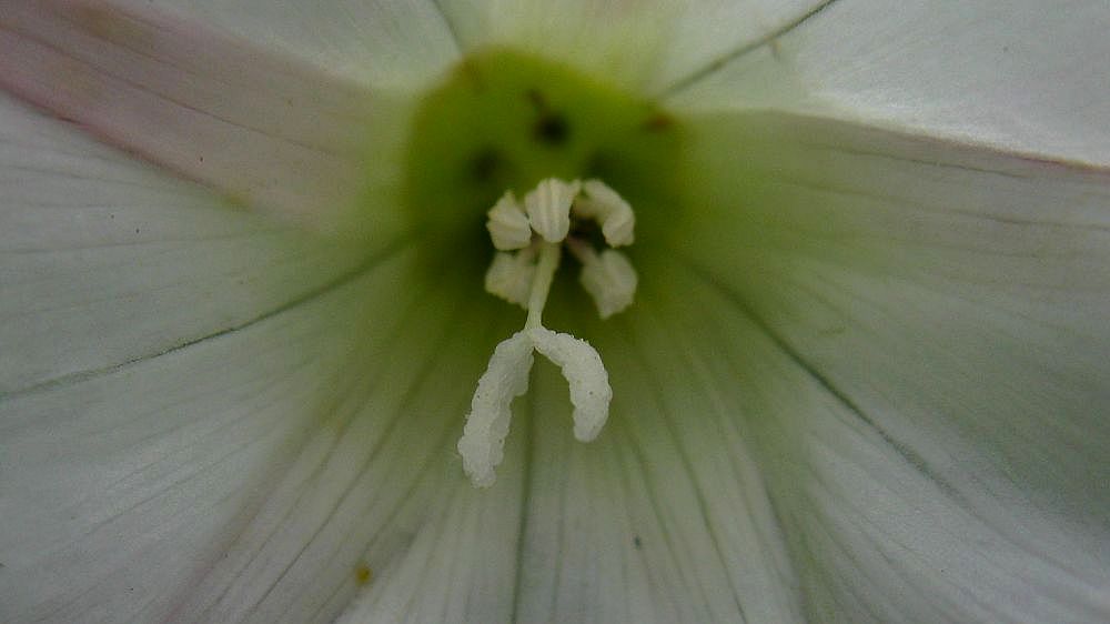 花 (3).jpg
