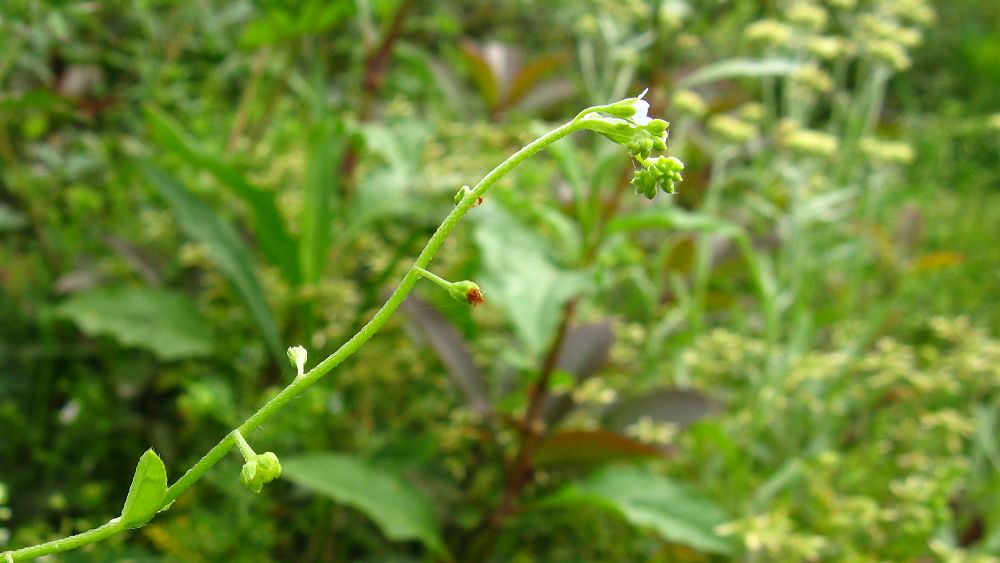 花5.jpg