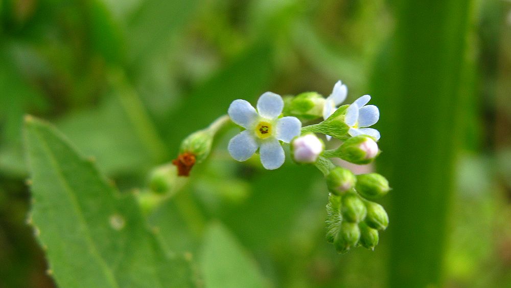 花4.jpg