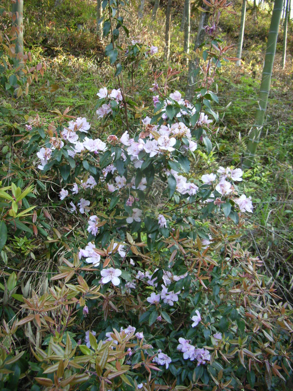 RIMG0146.JPG