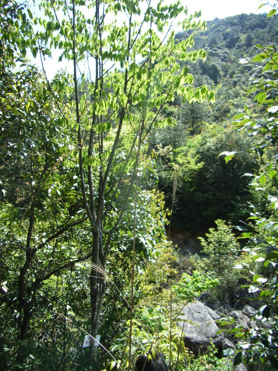 RIMG0178.JPG